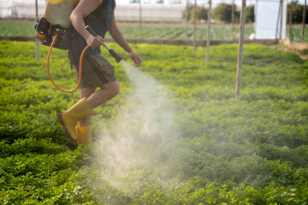 Best Ant Control Services  in Salinas, CA