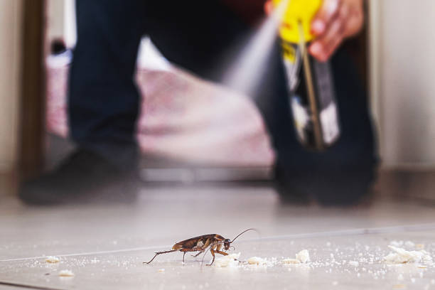 Trusted Salinas, CA Pest Control Experts